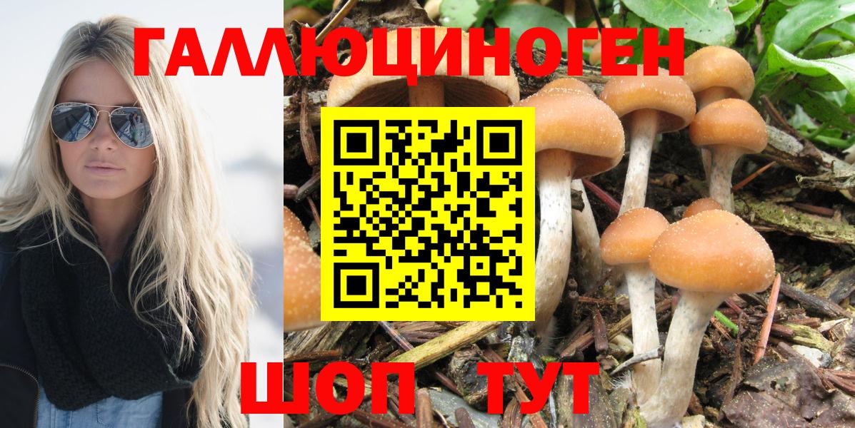 Псилоцибиновые грибы Psilocybine cubensis Верхняя Пышма